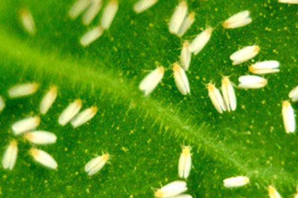 grey mould disease of starflower