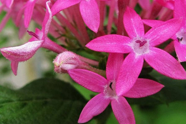 Preparations for the Seeding of the Star Flower