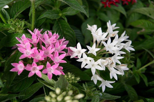 Preparations for the Seeding of the Star Flower