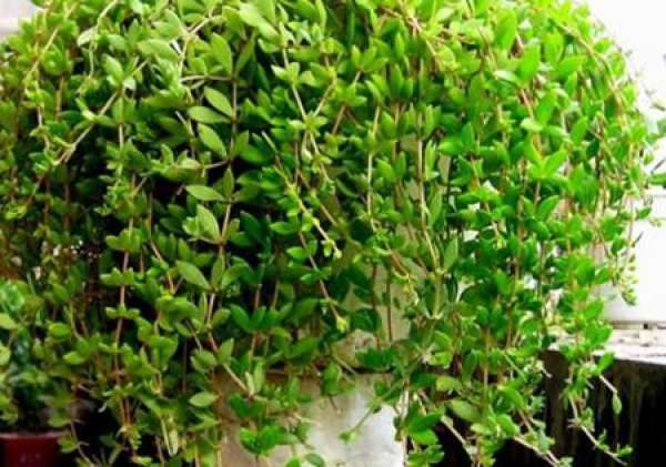 Method for culturing chlorophytum chinense