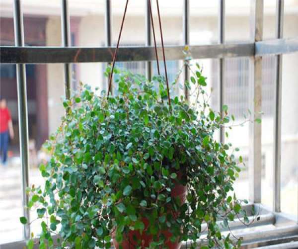 culture method of Chlorophytum Chiba