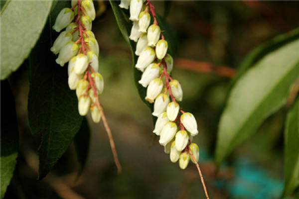 Will the Horse Drunken Wood Bloom?