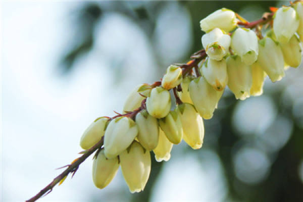 Will the Horse Drunken Wood Bloom?