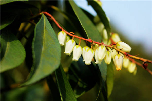 Will the Horse Drunken Wood Bloom?