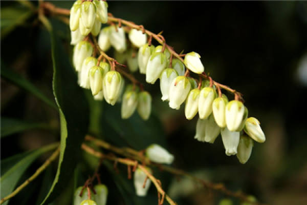 Will the Horse Drunken Wood Bloom?
