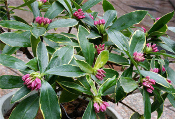 Stem-rot of Daphne odora var. marginata