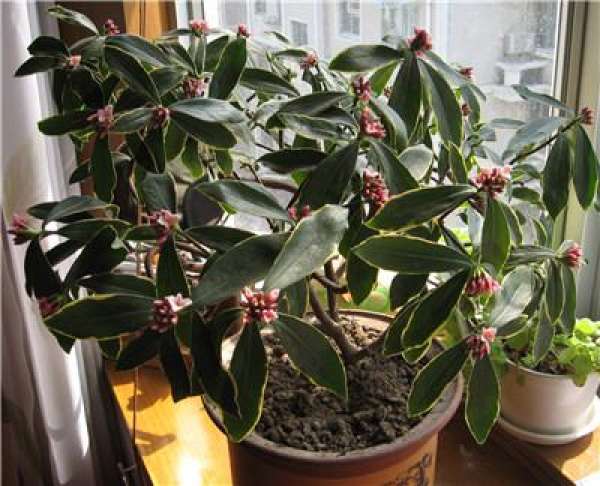 Stem-rot of Daphne odora var. marginata