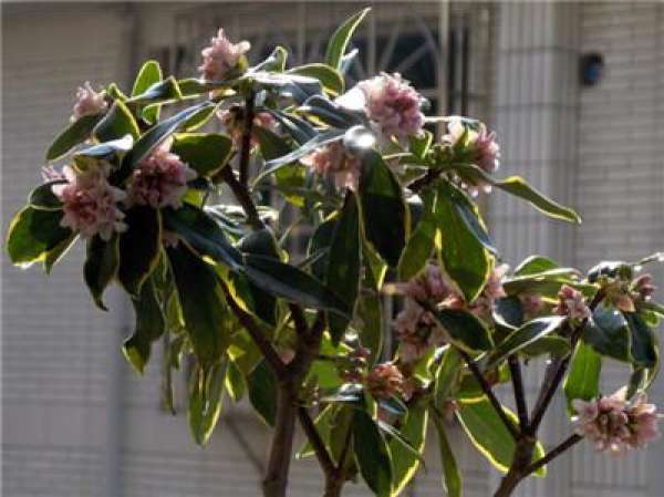 stem rot of Daphne odora in Phnom Penh