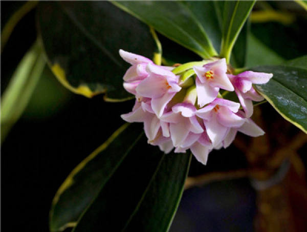Seeding method of Daphne odora var. marginata
