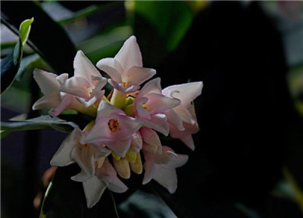 Seeding method of Daphne odora var. marginata