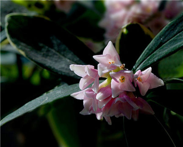 planting method of Daphne odora in Phnom Penh