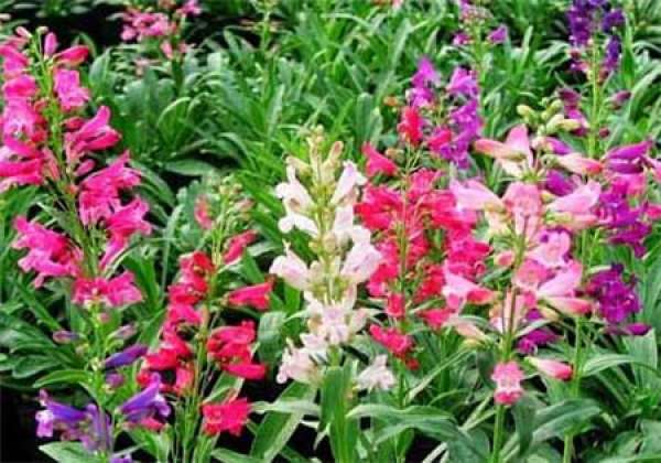 Culture method of penstemon campanulata
