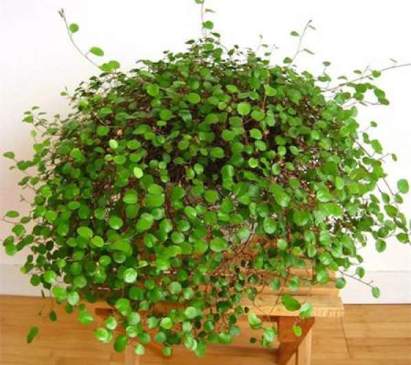 Diseases of Chlorophytum chinense Diseases of Chlorophytum chinense