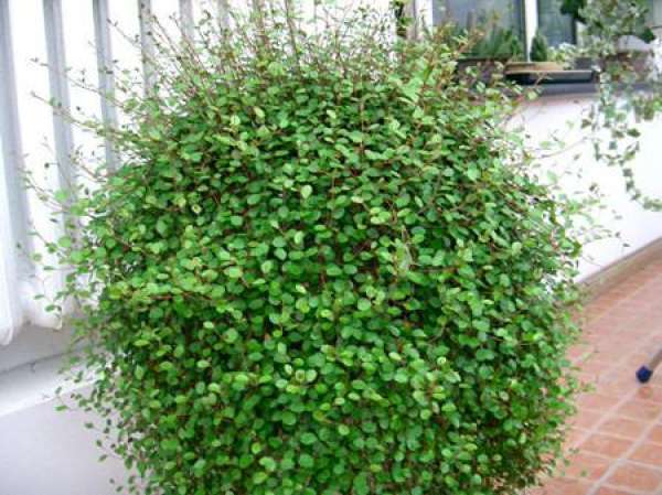 diseases of Chlorophytum Chiba diseases of Chlorophytum Chiba