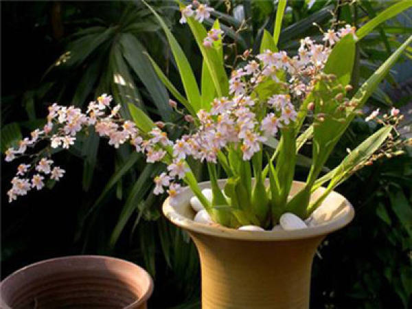 Sweet and fragrant