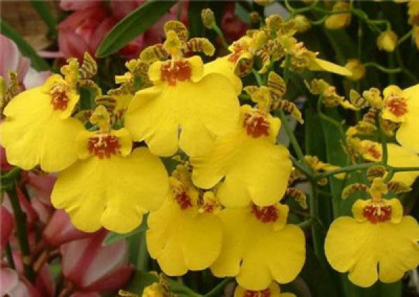 Sweet and fragrant