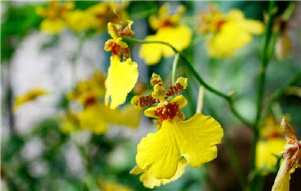 Sweet and fragrant