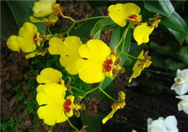 Sweet and fragrant