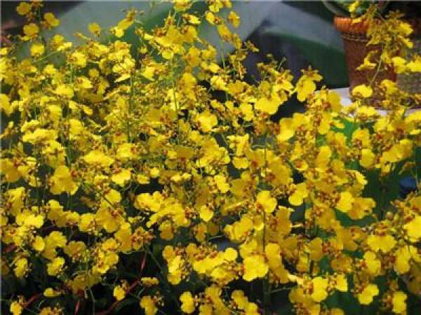 Sweet and fragrant