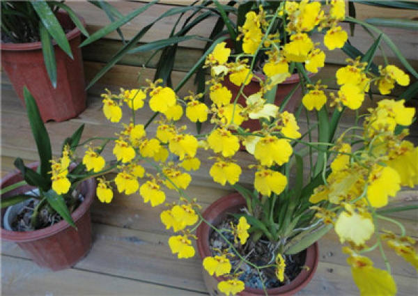 Sweet and fragrant