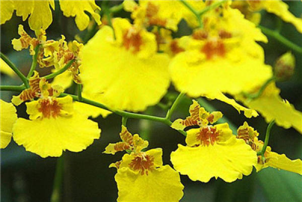 Sweet and fragrant