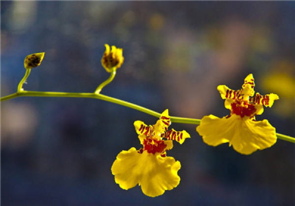 Sweet and fragrant