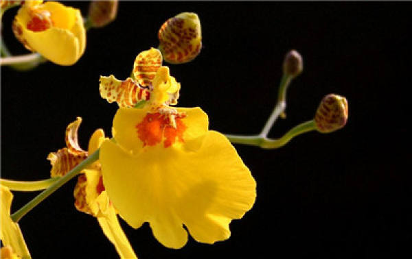 Sweet and fragrant