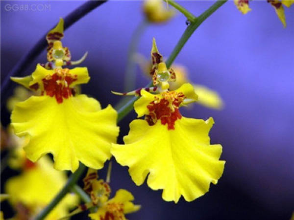 sweet smell