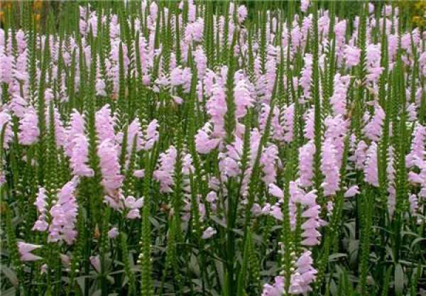 Penstemon digitalis Penstemon digitalis
