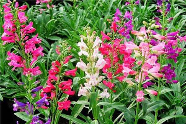 fishing for willows in maodihuang fishing for willows in maodihuang