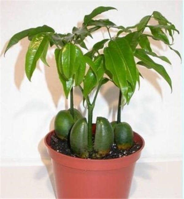 family breeding method of lvyuanbao