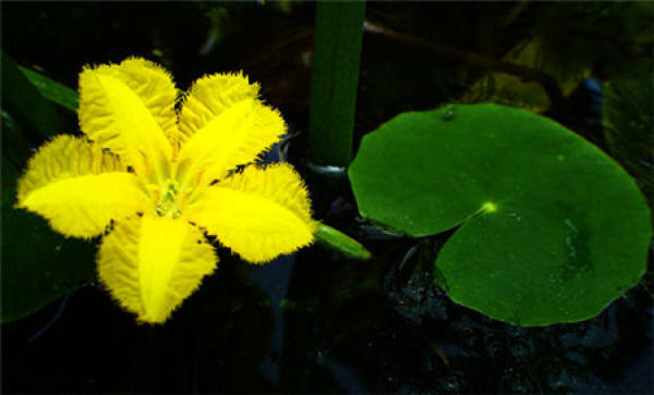 Cultivation method of Nymphoides peltata