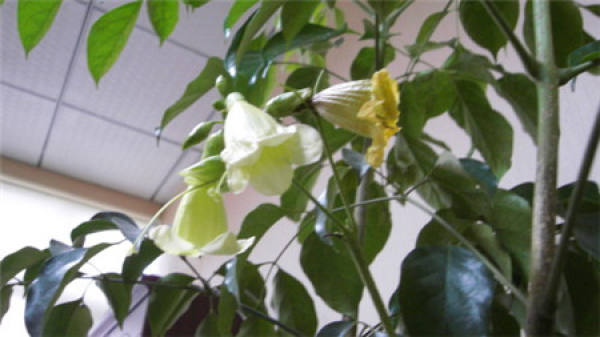 Will the green ingot blossom?