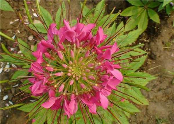 Breed method of cleome spinosa