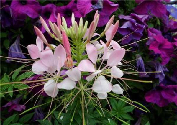 culture method of Pieris drunk
