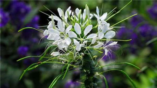 How to cut the drunken butterfly flower?