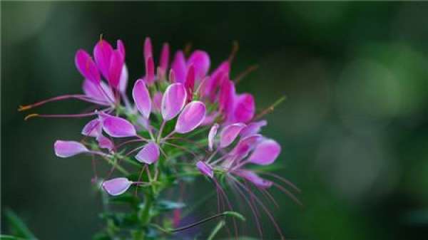 Sowing season of Cleome spinosa