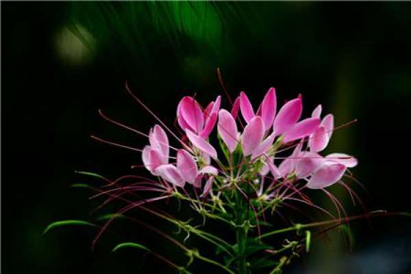 Sowing season of Cleome spinosa
