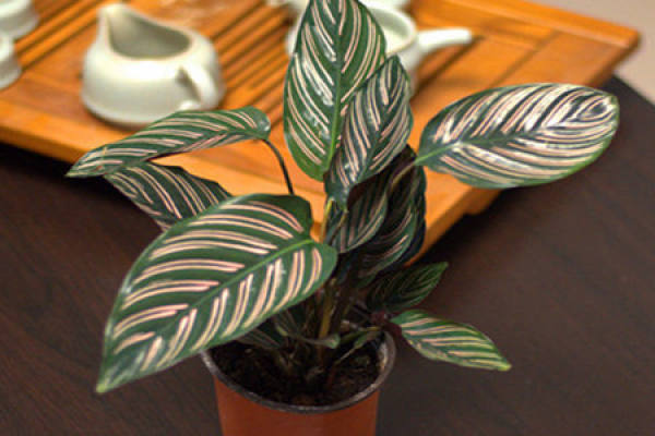 Propagation of Maranta bilineata: a plant division method