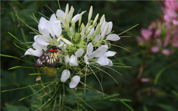 Common Diseases and Control Methods of Cleome spinosa
