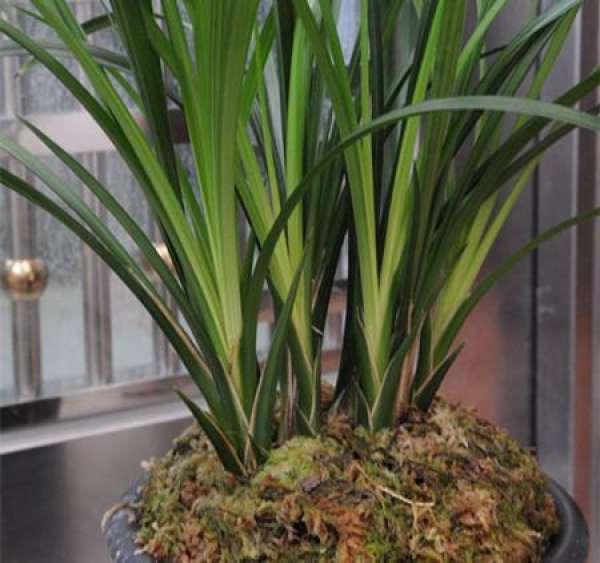 Cultivation method of daxuesu