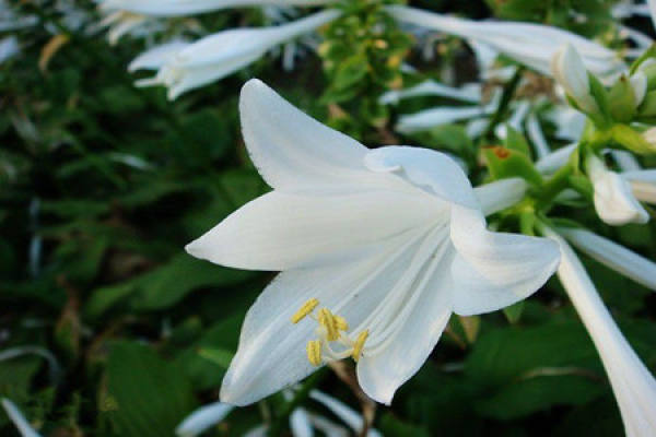 cultivation method of Tuberose