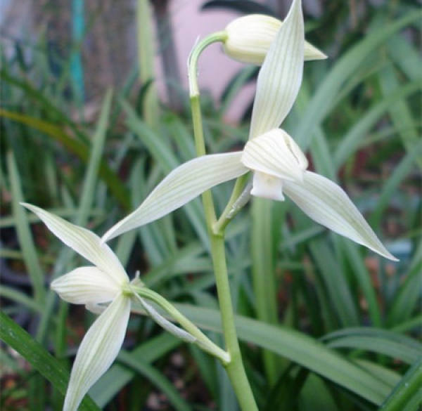 Flowering period of Daxuesu