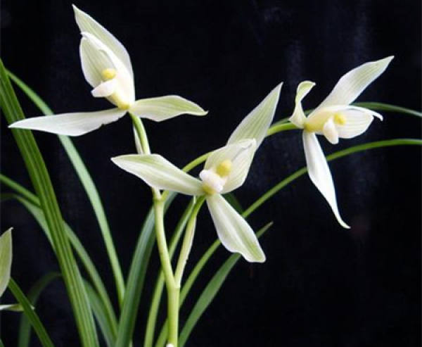 Flowering period of Daxuesu