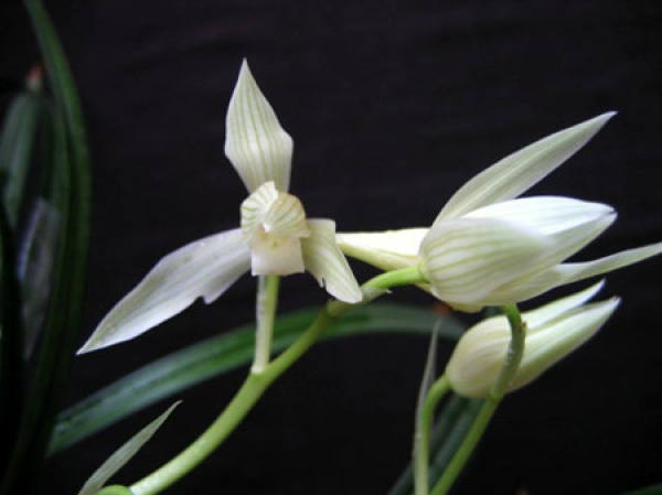 florescence of snow element
