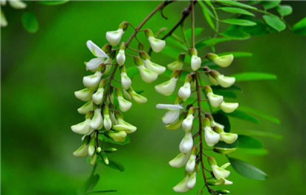 Method for culturing Sophora flower