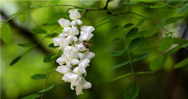 cultivation method of Sophora japonica