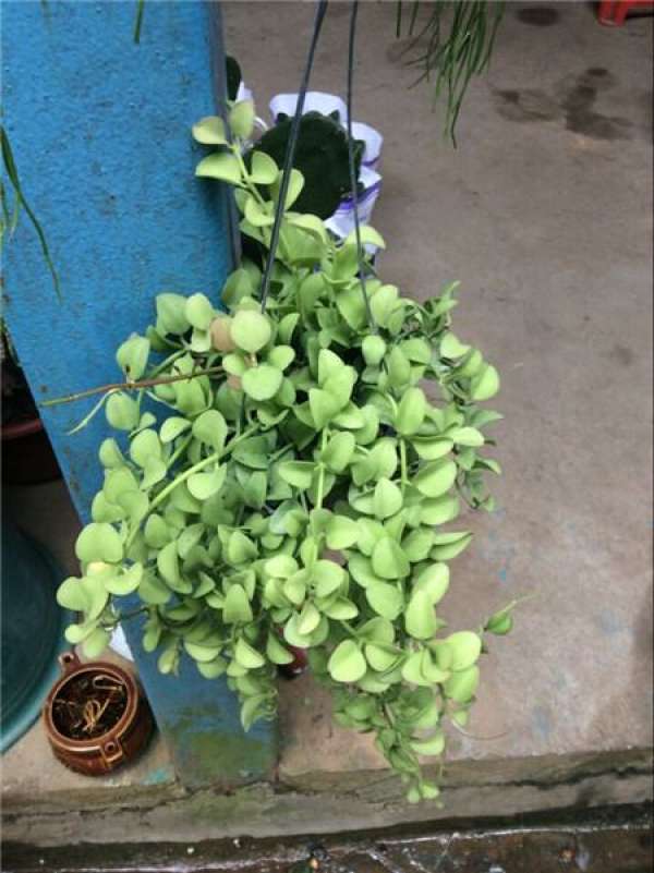 Herba Sedi family culture method