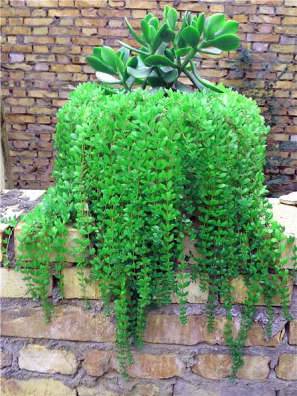 Herba Sedi family culture method