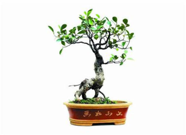 Placement of Banyan Bonsai